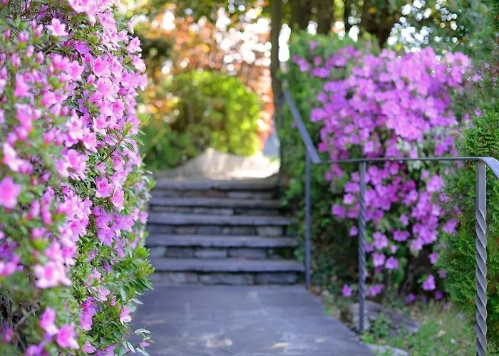 Collinetta 3* 아스꼬나